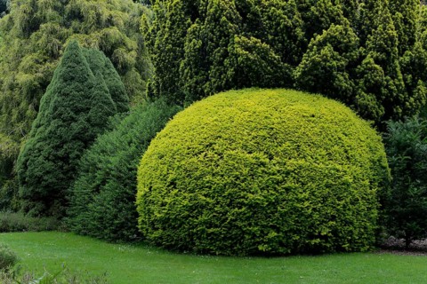 English yew