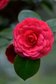 Japanese camellia