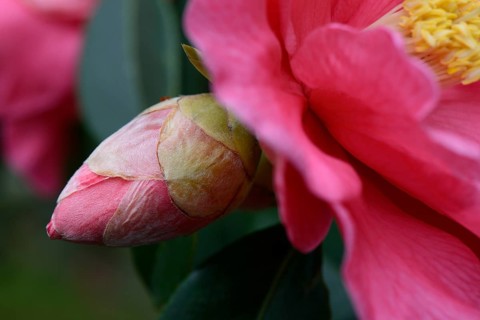 Japanese camellia