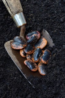 Scarlet runner beans