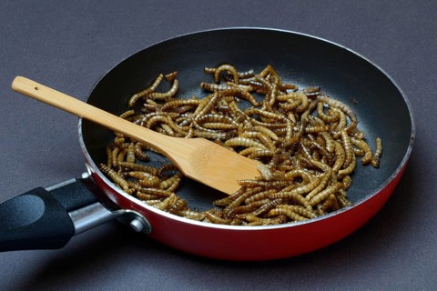 Fried mealworms in pan