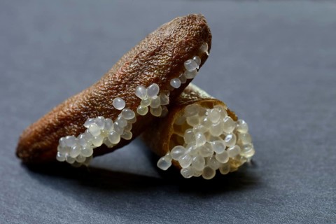 Australian finger lime