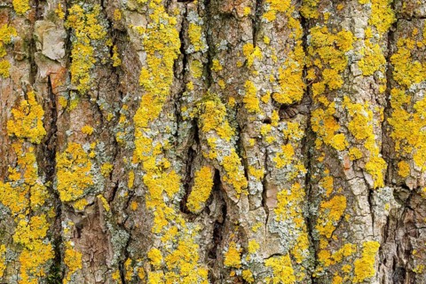 Detail of oak bark