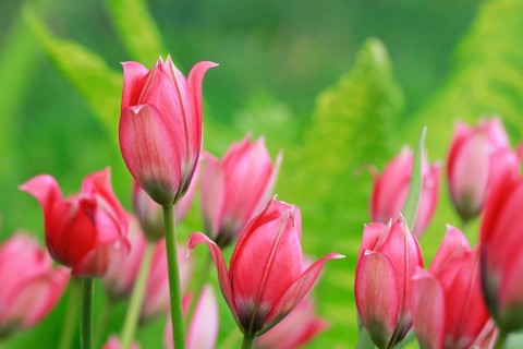 Wild tulips