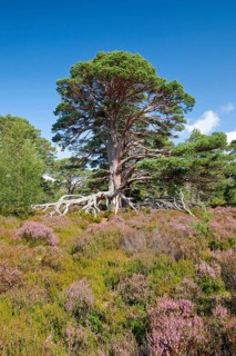 Scots pine