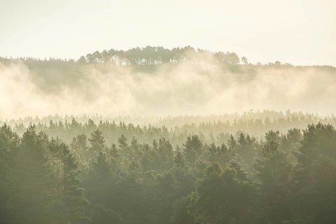 Pines forest