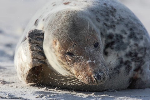 Grey seal