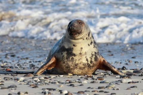 Grey seal