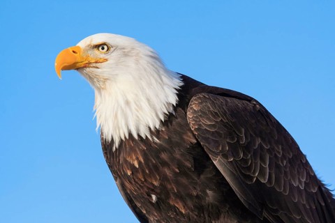 Bald eagle