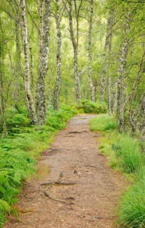 Footpath in birch forest