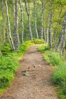 Footpath in birch forest