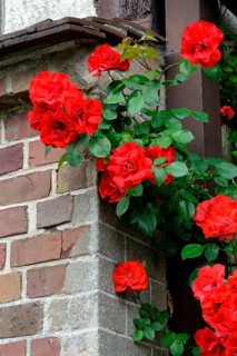 Climbing Rose