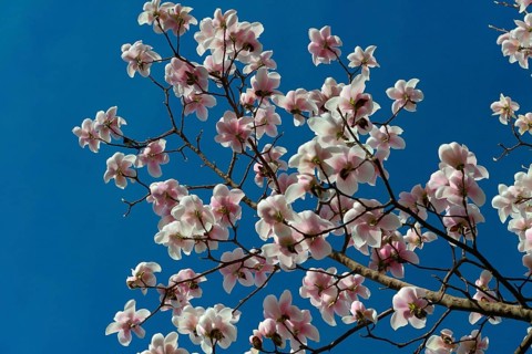 Magnolia