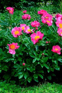 Chinese peony