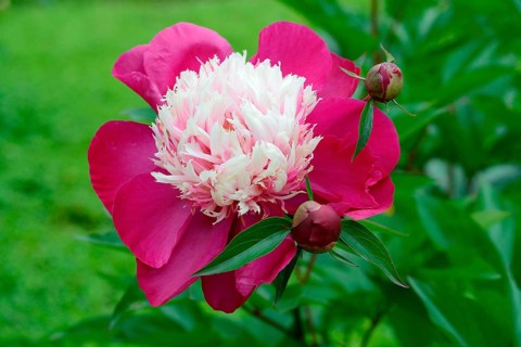 Chinese peony