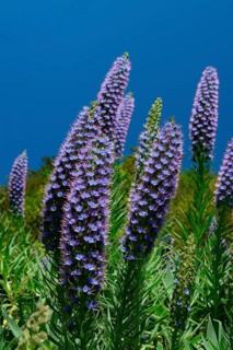 Pride of Madeira