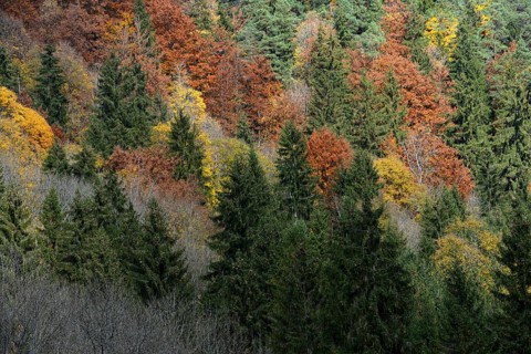 Mixed Forest