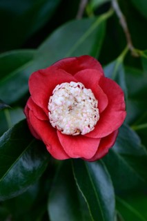 Japanese camellia