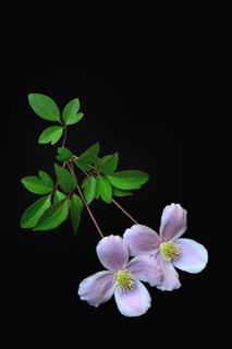 Mountain clematis Rubens