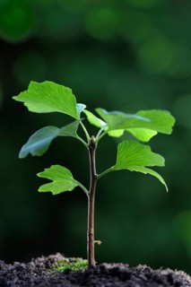 Young tree