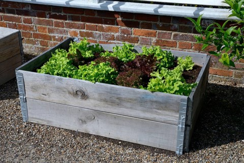 Raised bed with lettuce