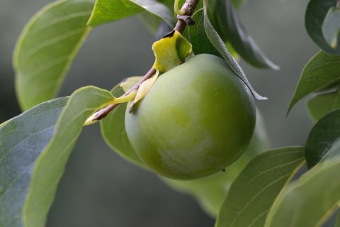 Persimmon