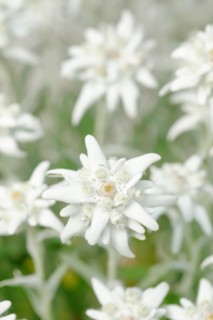 Alpine Edelweiss