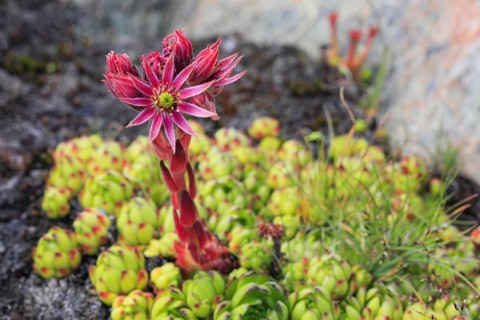 Mountain houseleek