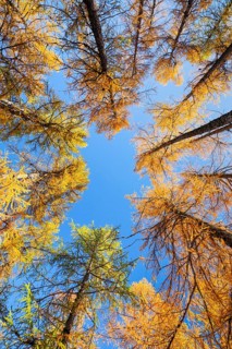 Larch forest and blueberry bushes