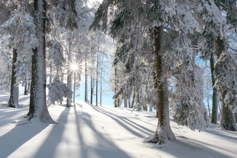 Snowy fir forest