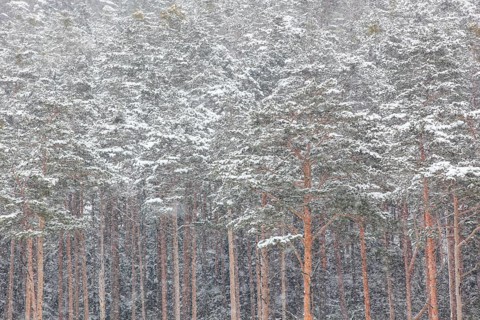 Snowy forest