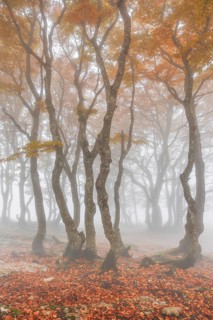 Beech forest in autumn