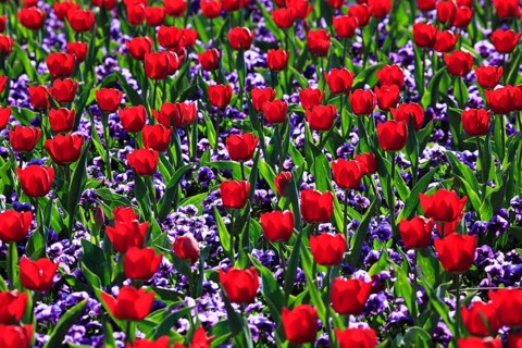 Tulip