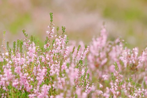 Heather