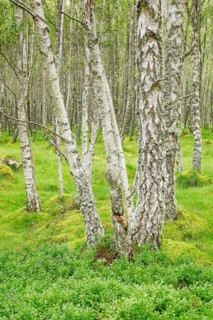 Birch forest