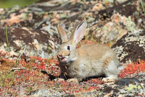 Wild rabbit