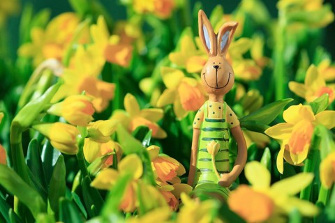 Easter bunny in the middle of yellow daffodils