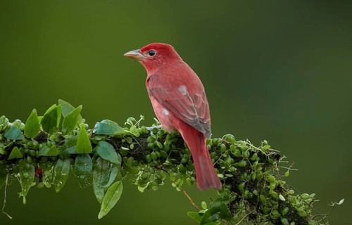Summer Tanager