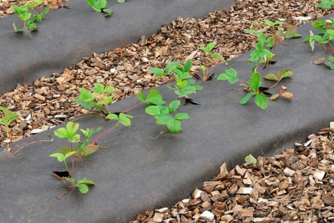 Strawberry plants
