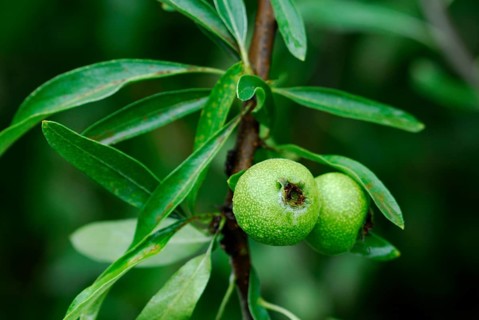 Willow Pear