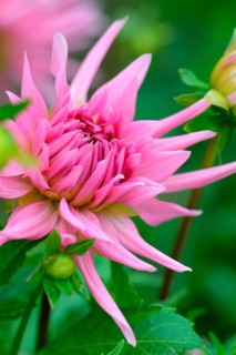Dahlia