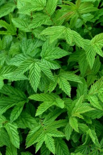 Meadowsweet
