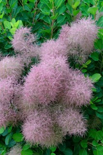 Wig Bush