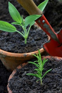 Rosemary and sage cuttings