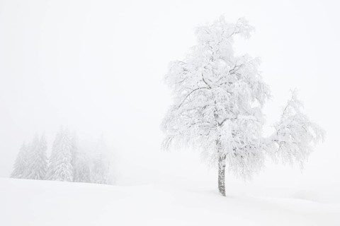 Birch