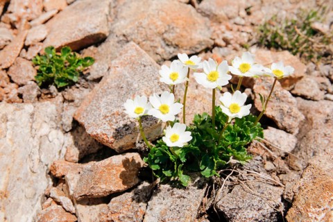 Alpine buttercup