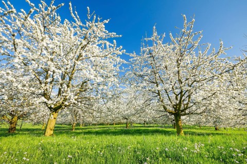 Cherry trees in spring