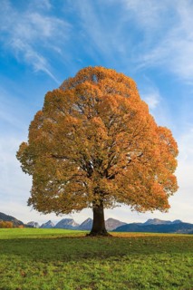 Lime tree in autumn