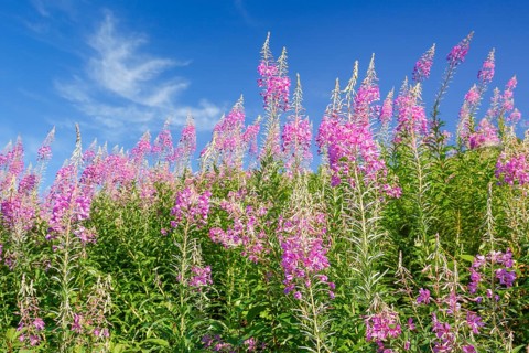 Narrow-leaved willowherb