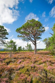 Scots pine